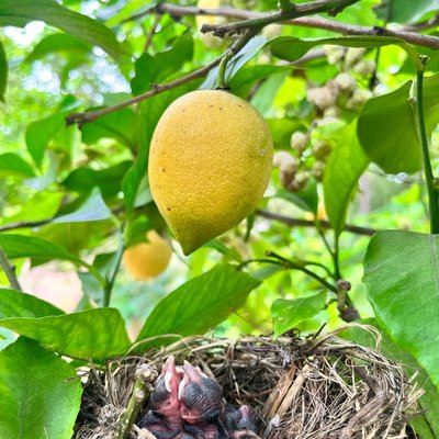 White-spectacled Bulbul’s nestlings🥰