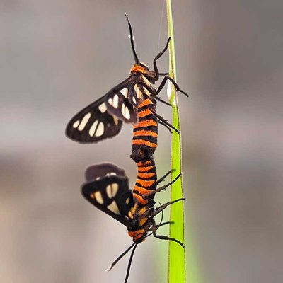 Amata huebneri
