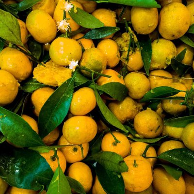 Jeruk Mini 🍊