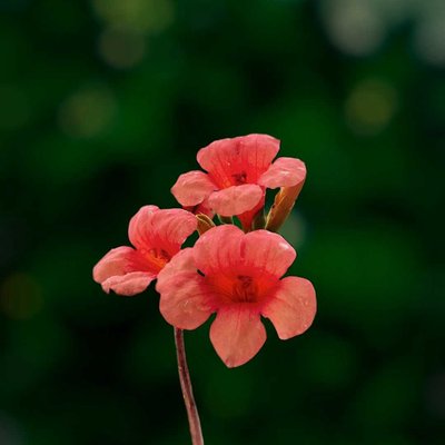 Flower Photography 