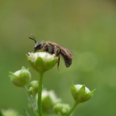 Its a Beeeeeeeeee 🐝 😃