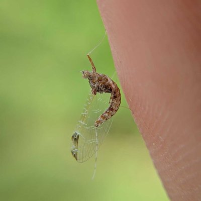 mobile macrophotography
