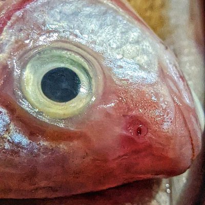 Ikan segar