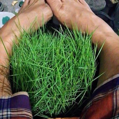 rumput jepang
