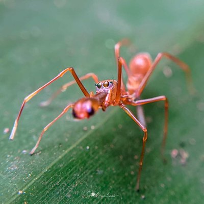 ant mimicing spider 