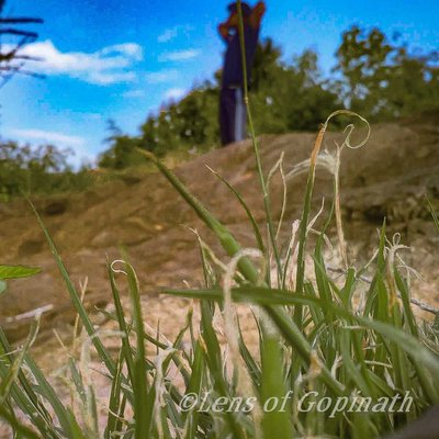 green grass