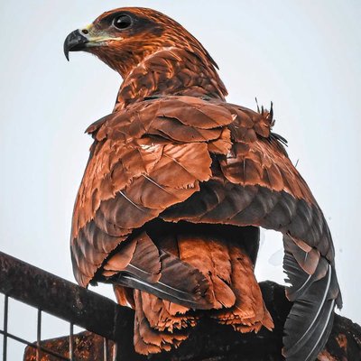 BLACK KITE.