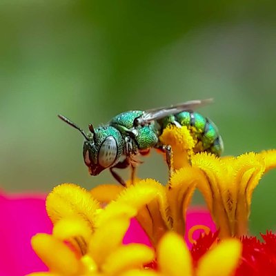 Green Sweat bee/Helictidae
