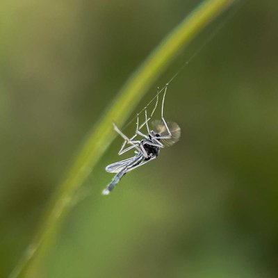 Macro World