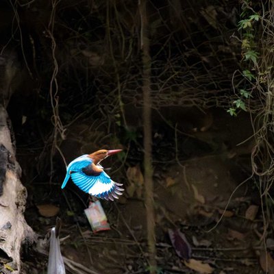 White throated Kingfisher 