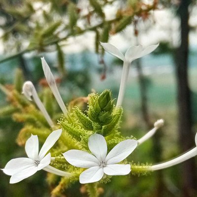 Plumbago Zeylanica