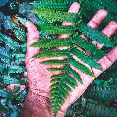 the plant who is give oxygen 