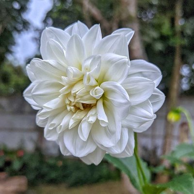 Bunga Dahlia
