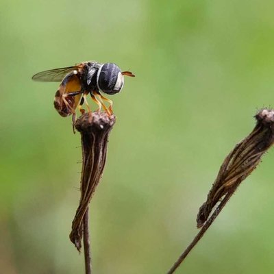 Hoverfly