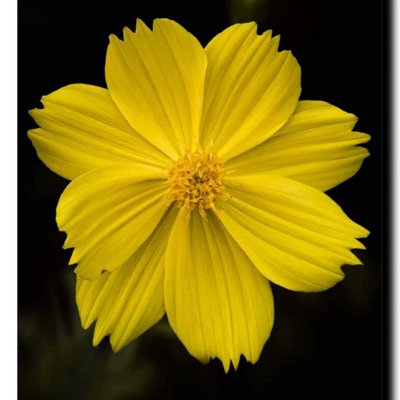 Cosmos
