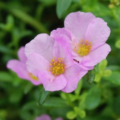 bunga cosmos
