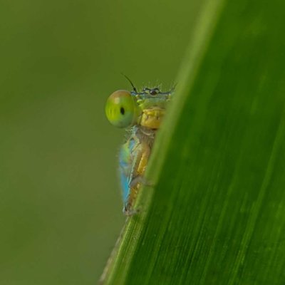 mobile macrophotography
