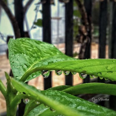 HUJAN
