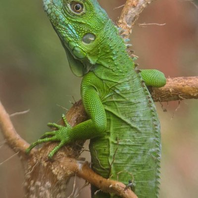 Iguana