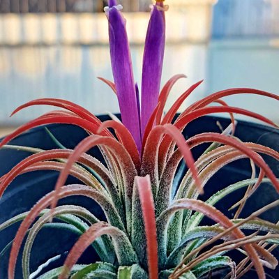 Tillandsia ionantha ruba atau Tanaman udara