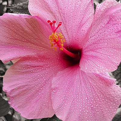 Pink hibiscus 🌺💗💗