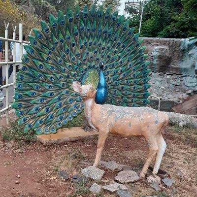 animal