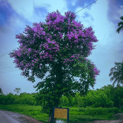 COLOURS OF NATURE 