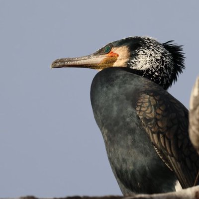 Great Cormorant