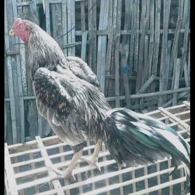 ayam bangkok
