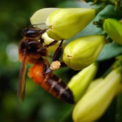 honeybee