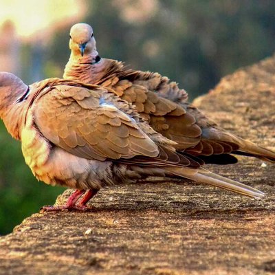 Dove Couple
