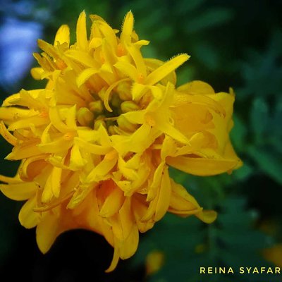 Kerria Japonica