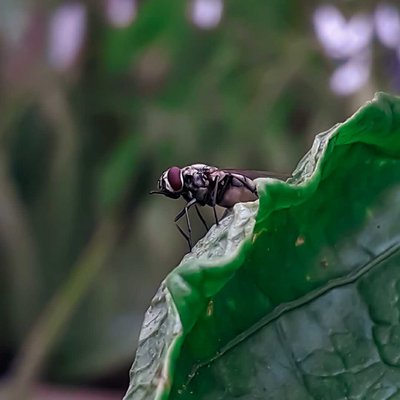 Macro without External Lens😊