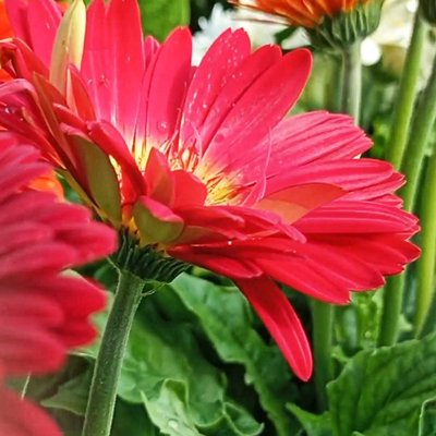 Lily