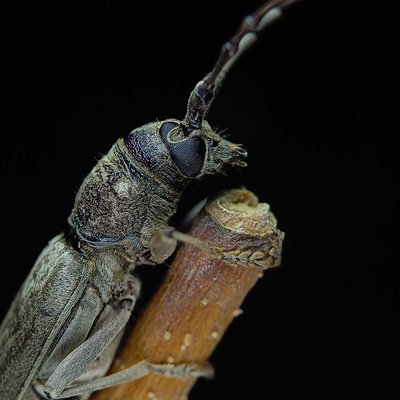 Long horned beetle