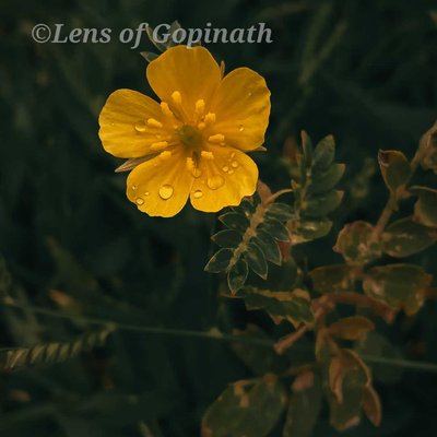 yellow colour 