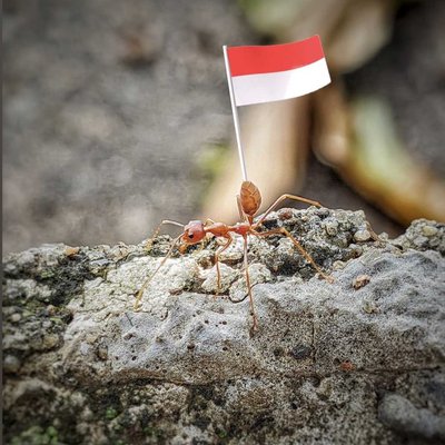 Dirgahayu Indonesia Ke-77