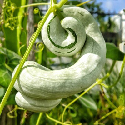 Labu Belut/Ular