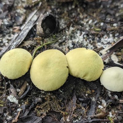 Apioperdon Pyriforme