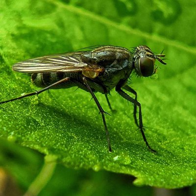 Lalat Bunga (Anthomyiidae) 