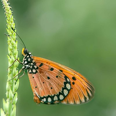 Acraea terpsicore