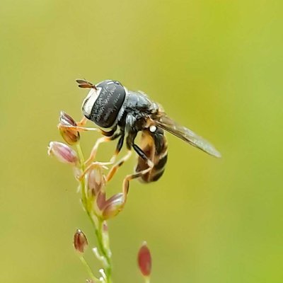 Paragus Tibialis