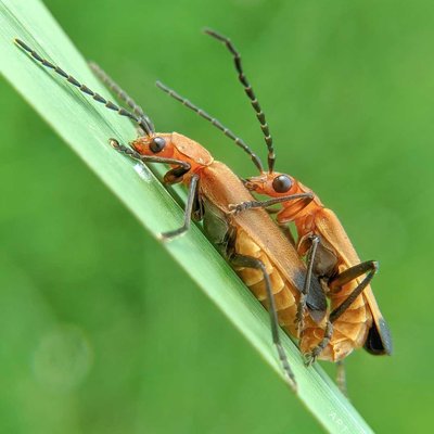 Para Lycidae