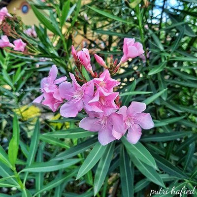 oleander