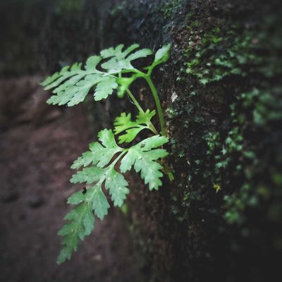 fern🌿