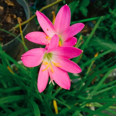 Bunga/Flowers