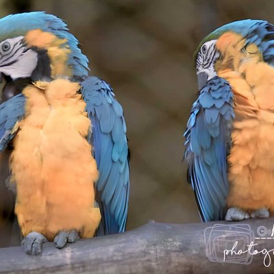 Macaw | blue and gold macaw | candid - arijit2000