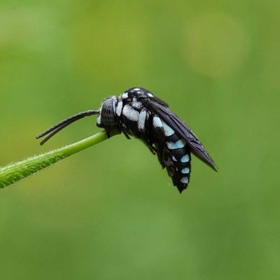 Cuckoo bee