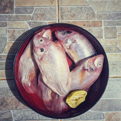 Ikan nila