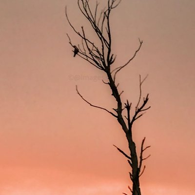 Resting there🌅🕊